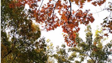 国内较为常见的绿化用槭属植物检索表