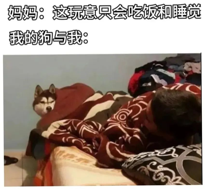✨今日份梗图分享第五期✨ 1