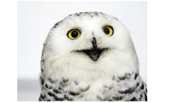 简单总结下目前出现的门派攻略（附守玉人攻略）