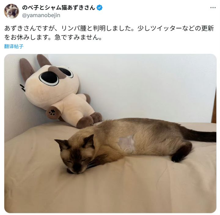 小豆泥原型猫患瘤截图