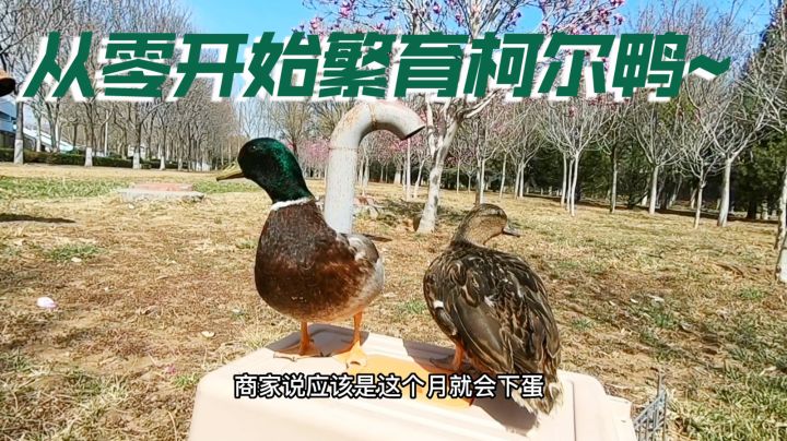 从零开始养鸭!游戏博主进化为鸭厂长~截图