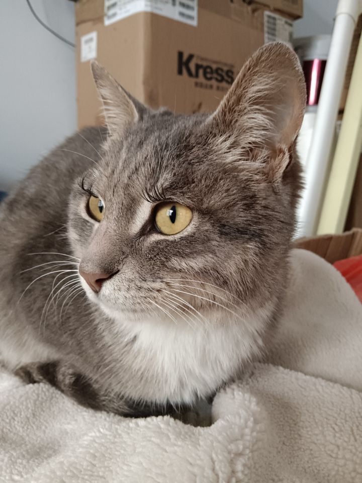 小猫咪那么可爱~谁会讨厌小猫咪呢?截图