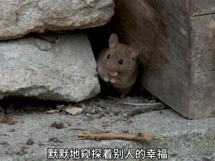 下水道里的小老鼠窥探着别人的幸福 2