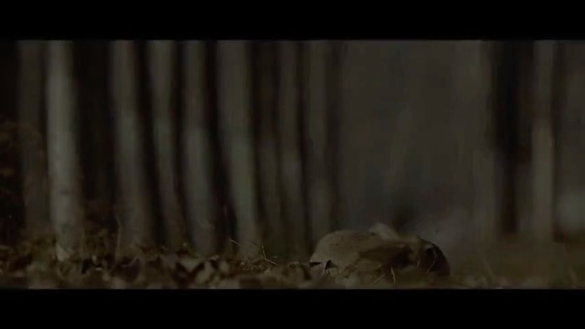 video-3502947