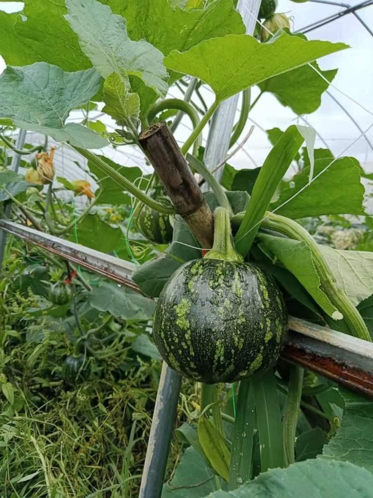 游戏很上头,参加活动啦 2