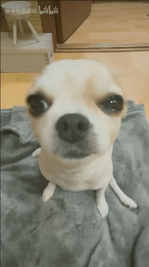 听说4月终于可以养小狗了！截图