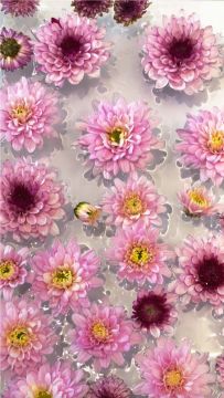 ★如果船员伙伴变成一种植物★