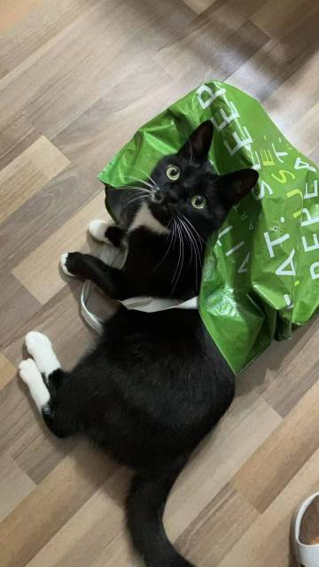 【开发者日志】Day14 迟来的更新，可爱的猫猫