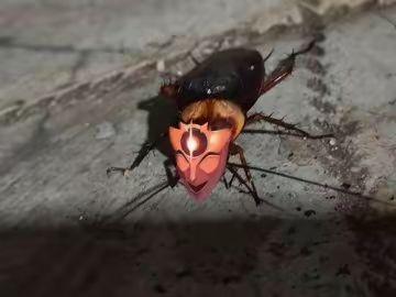 今天在小区看到一只很奇怪的虫子……