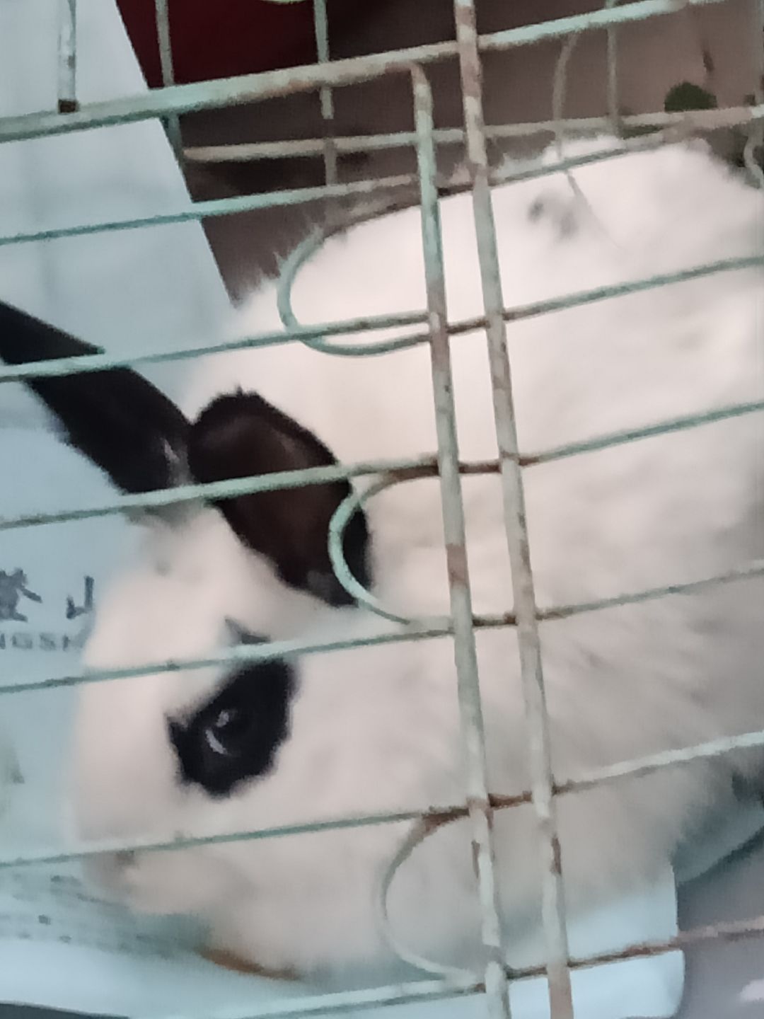 动态图片 10