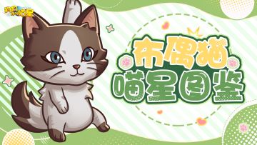 喵星图鉴丨布偶猫（内含福利）