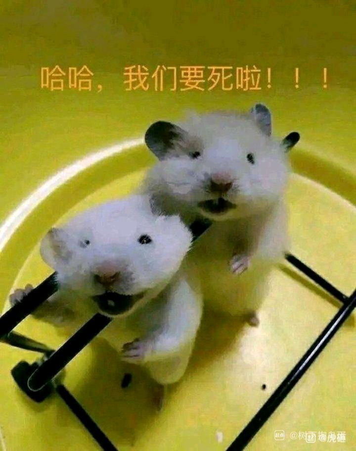 兰德里的痛苦活动截图