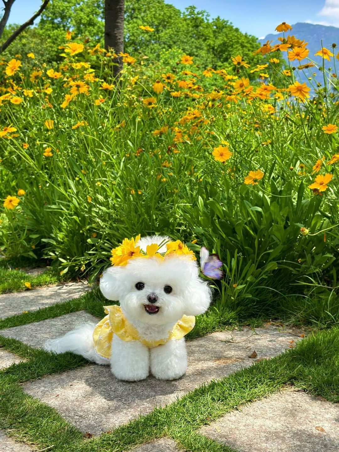 花海遇到一只会戴花环的修勾！白乎乎一团 4