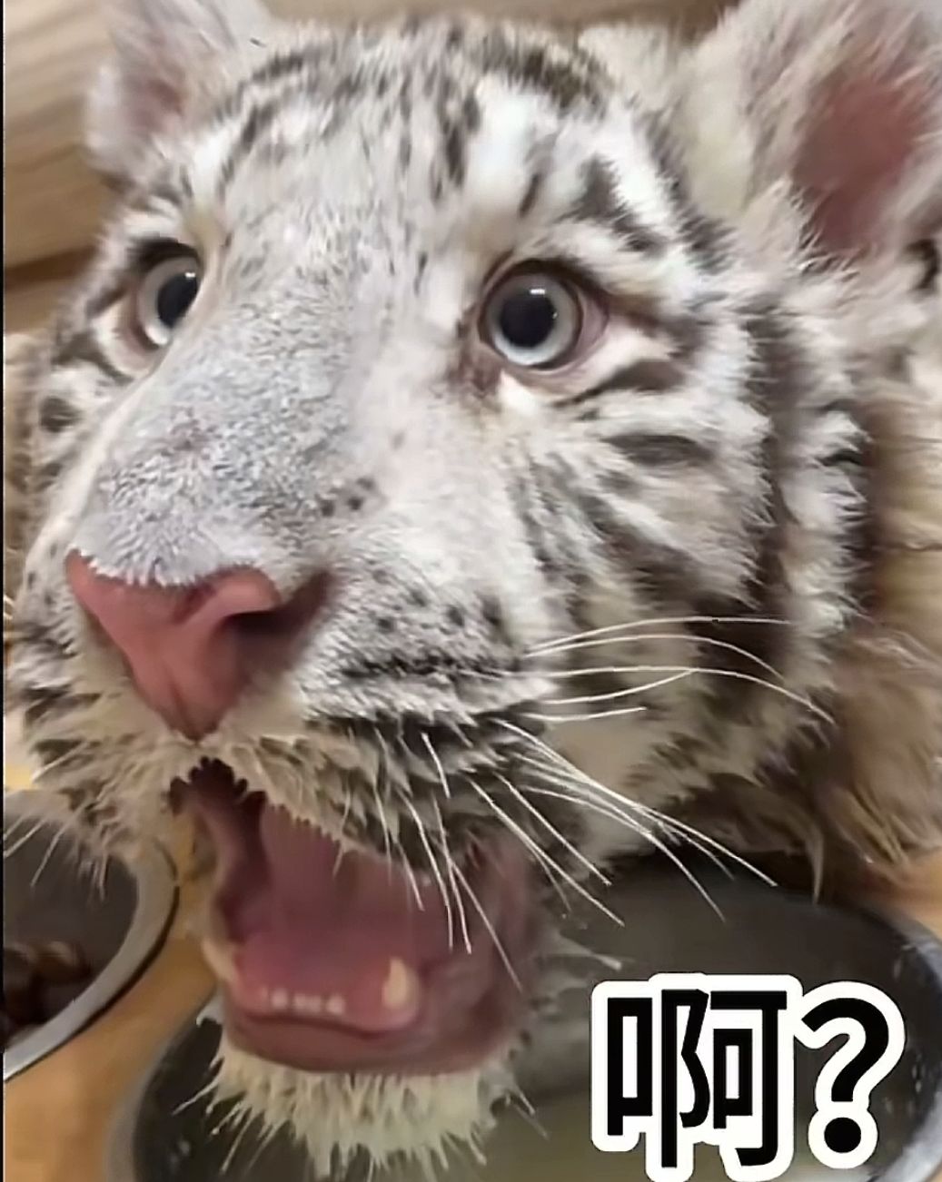 完蛋要停服了 2