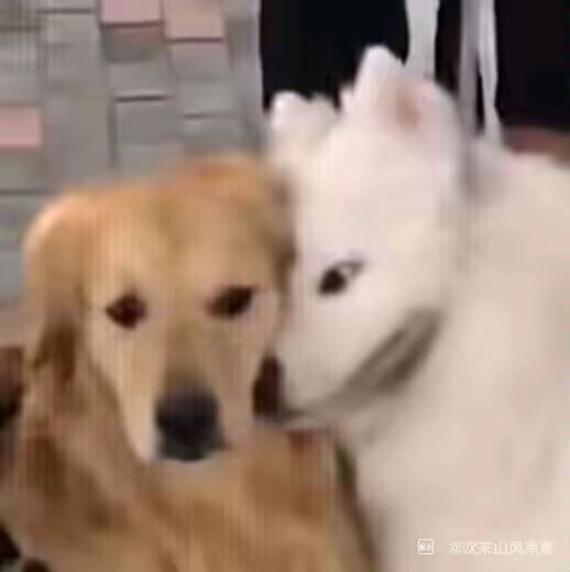 金色宠物属性比橙色高这对吗？截图