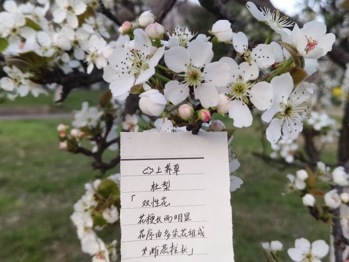 六周年庆🎉活动:花与叶!截图
