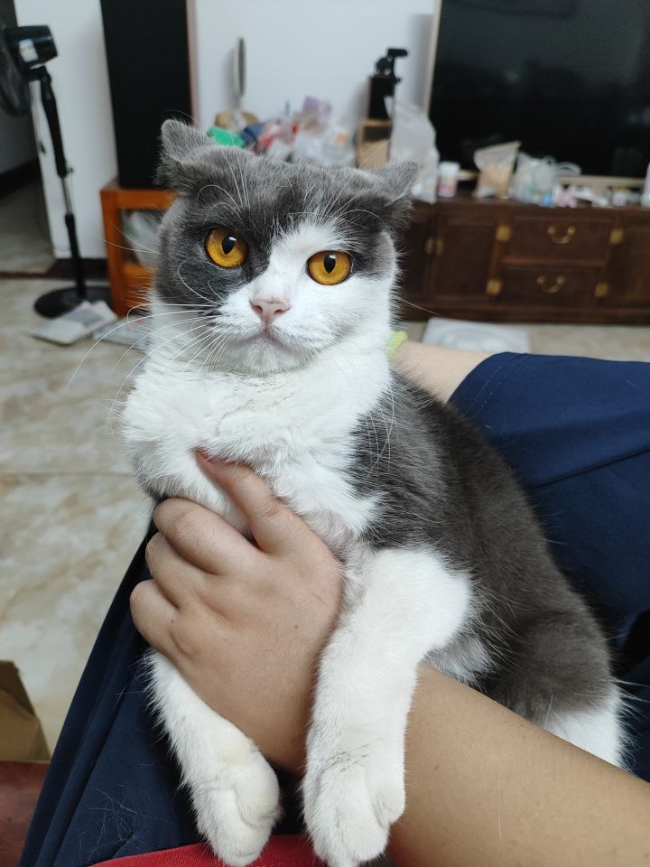 魔剑强化的状态是怎么来的?截图