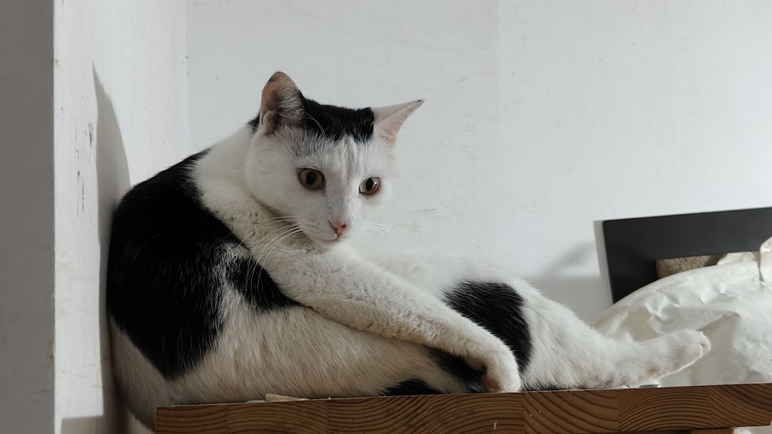 猫 1