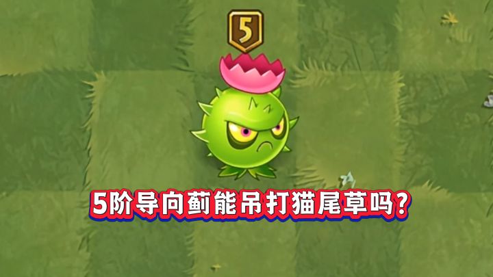 5阶导向蓟能吊打猫尾草吗？截图