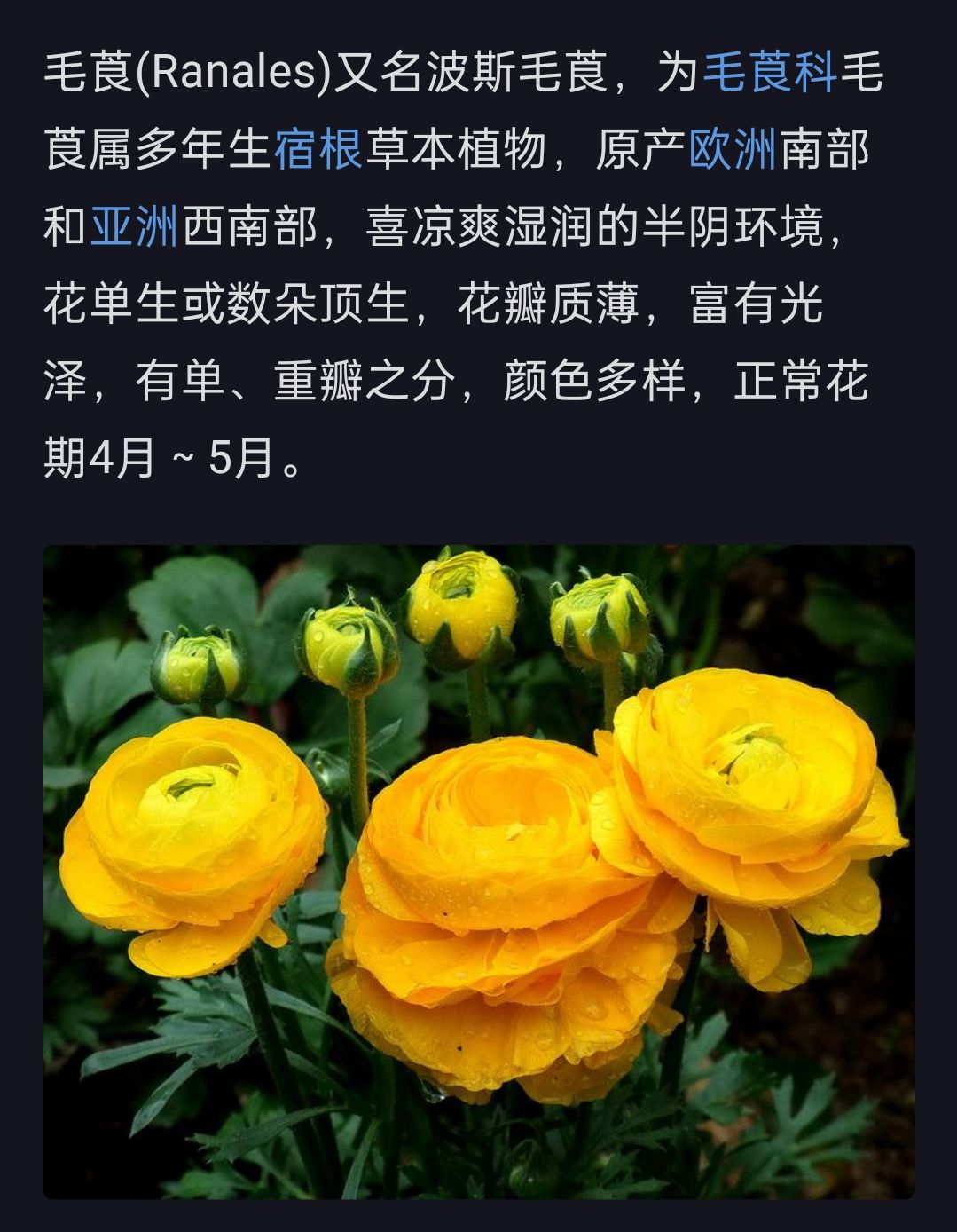 毛莨（lang四声） 2