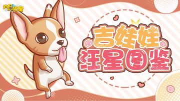 汪星图鉴丨吉娃娃（内含福利）