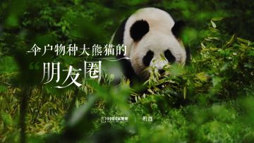 《潮汐地理》特别影像——伞户物种大熊猫的朋友圈
