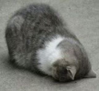 我四千多的贡献值呀!!!!!截图
