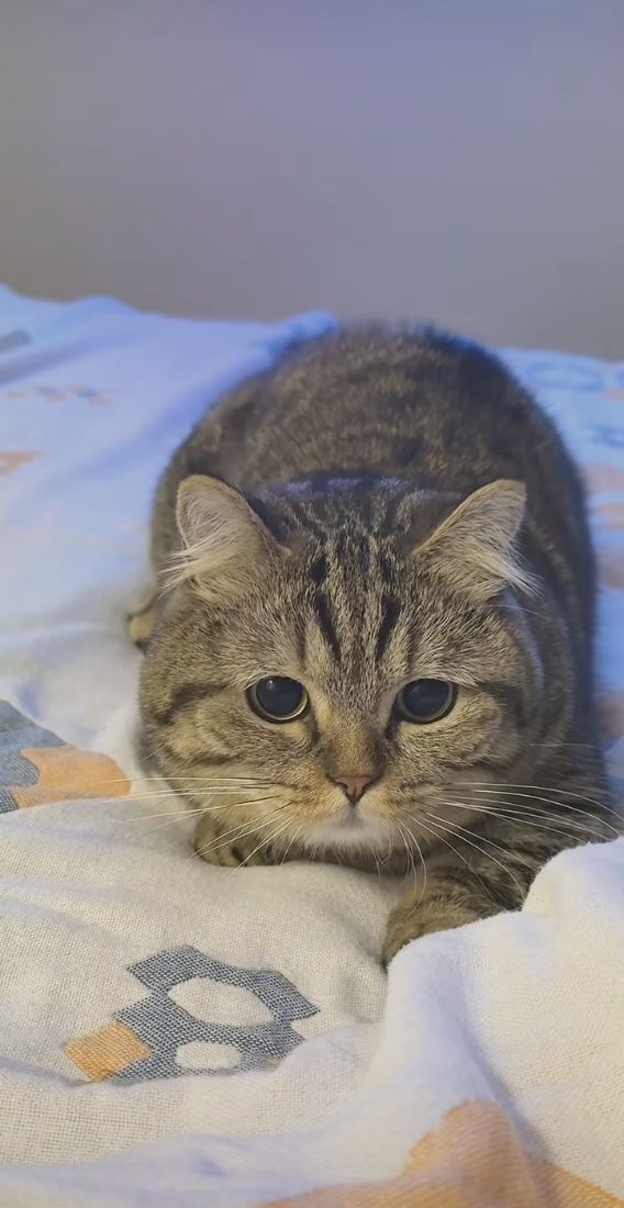 哎呀,小猫真可爱啊 3