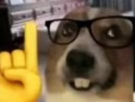 哈哈哈 出2免伤了 2