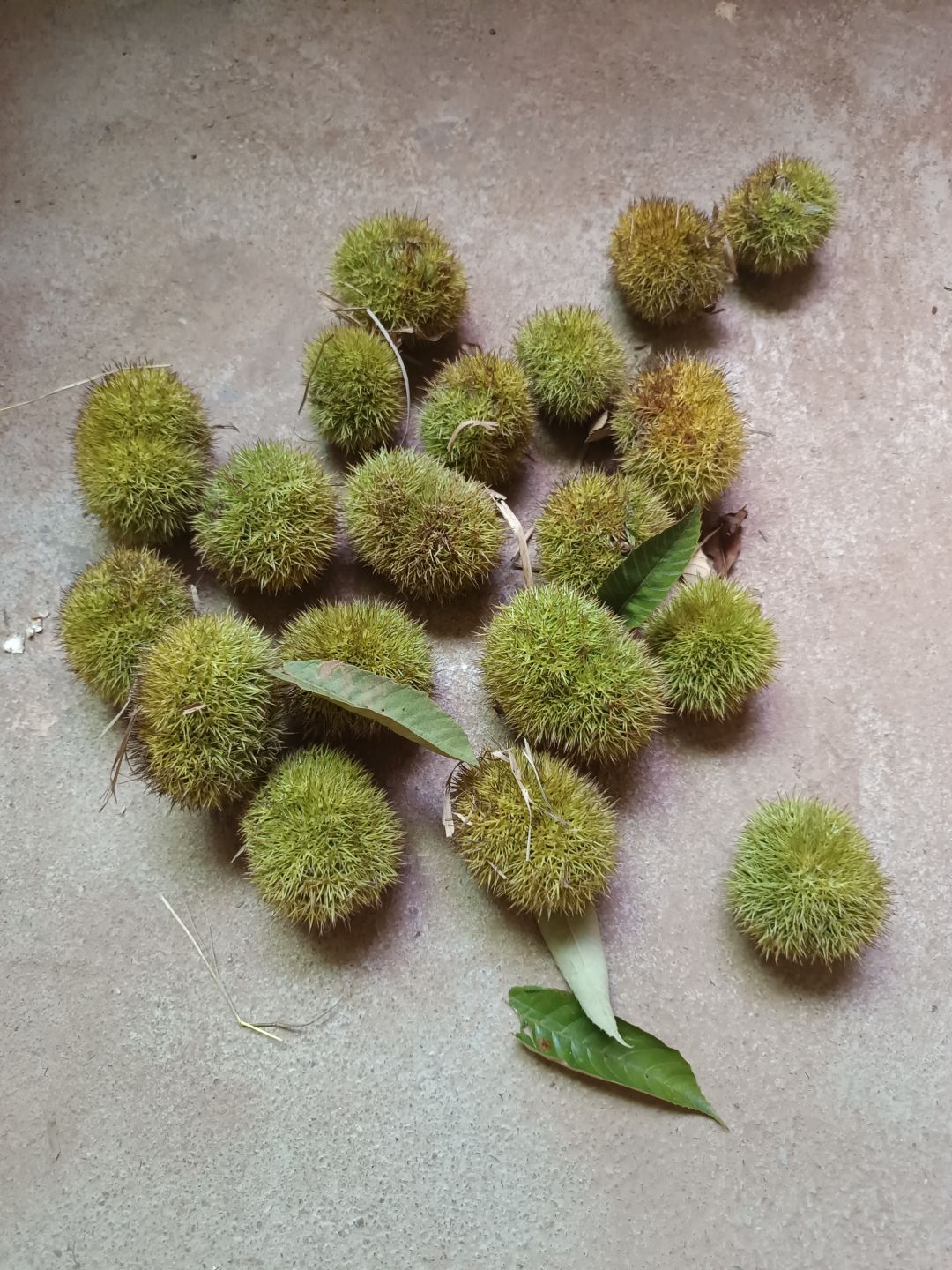 摇点栗子回来吃 1