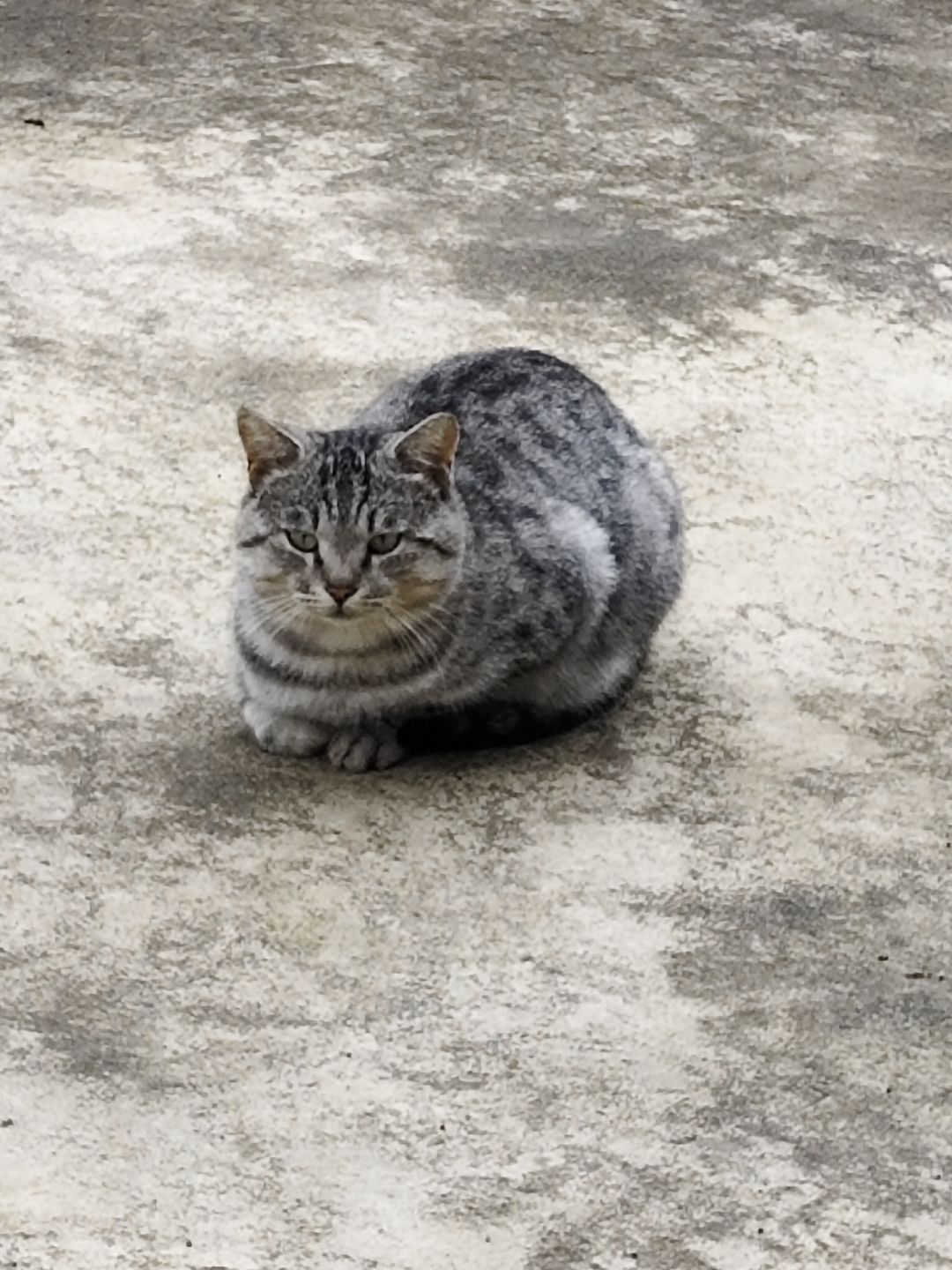 线下拍到的正宗猪咪 3