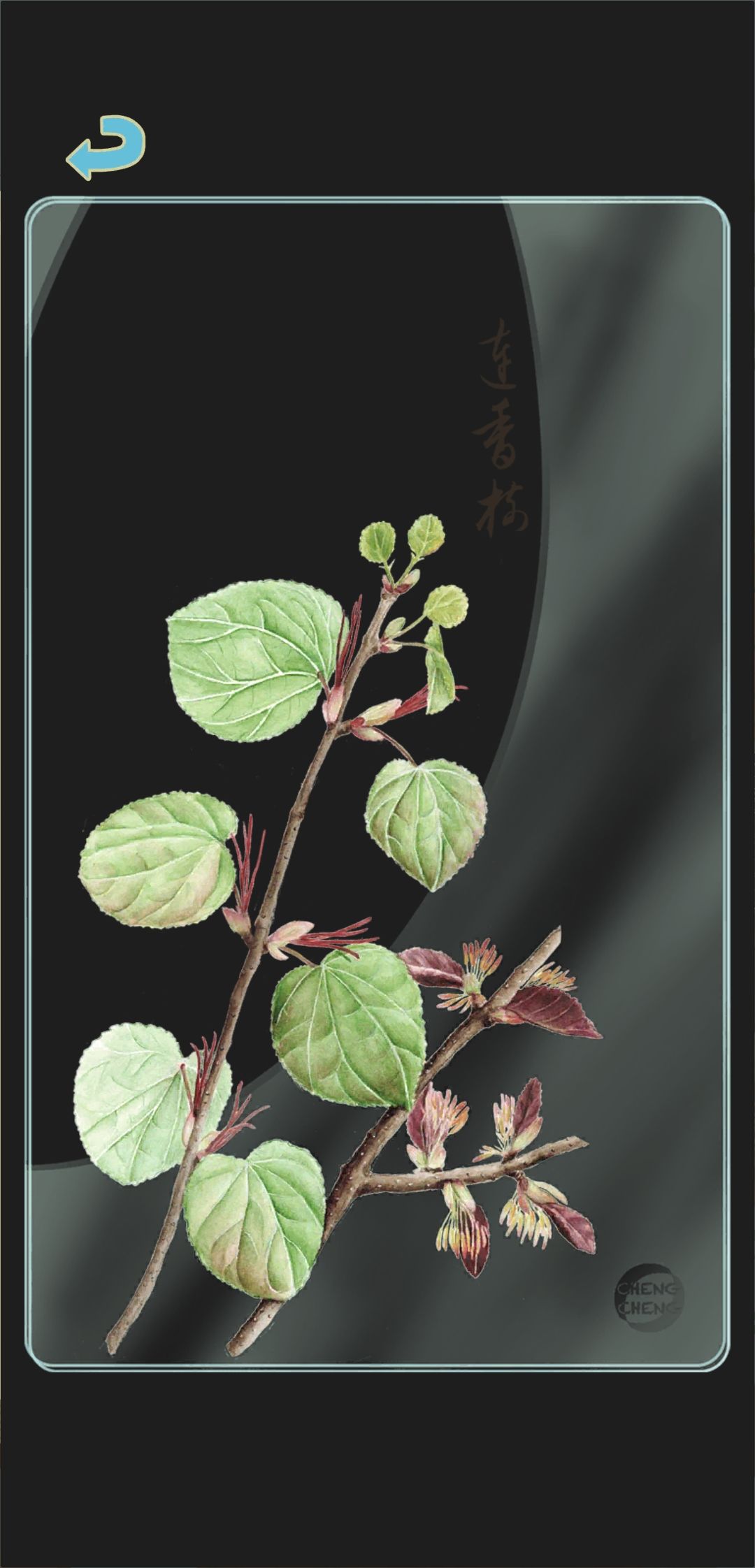 秋季树种透卡3 1
