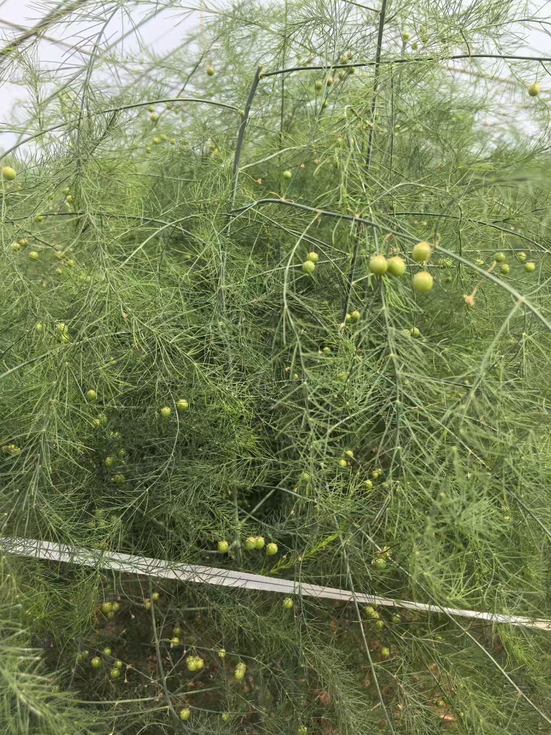 下周更新有漏洞 2