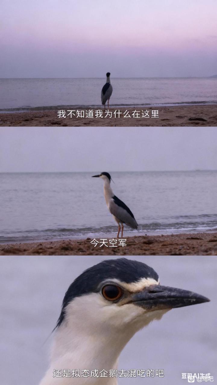 拼双人豪华战令截图