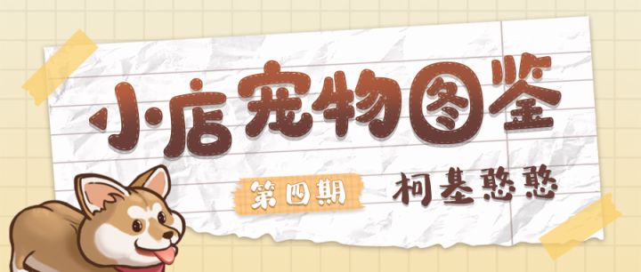 小店宠物图鉴 | 看店护院哪家强,小店柯基憨憨棒截图