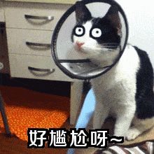 宝藏游戏又又又送皮肤啦截图