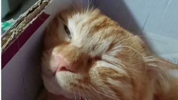 女帝的日常［新开一档，主打三观］