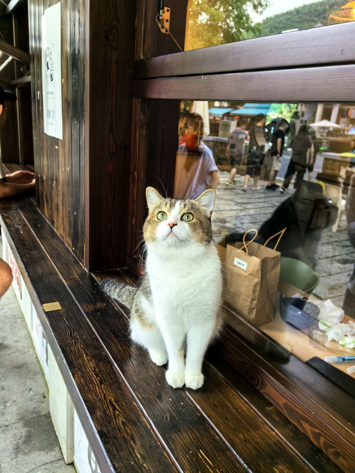 一只可爱的小猫截图