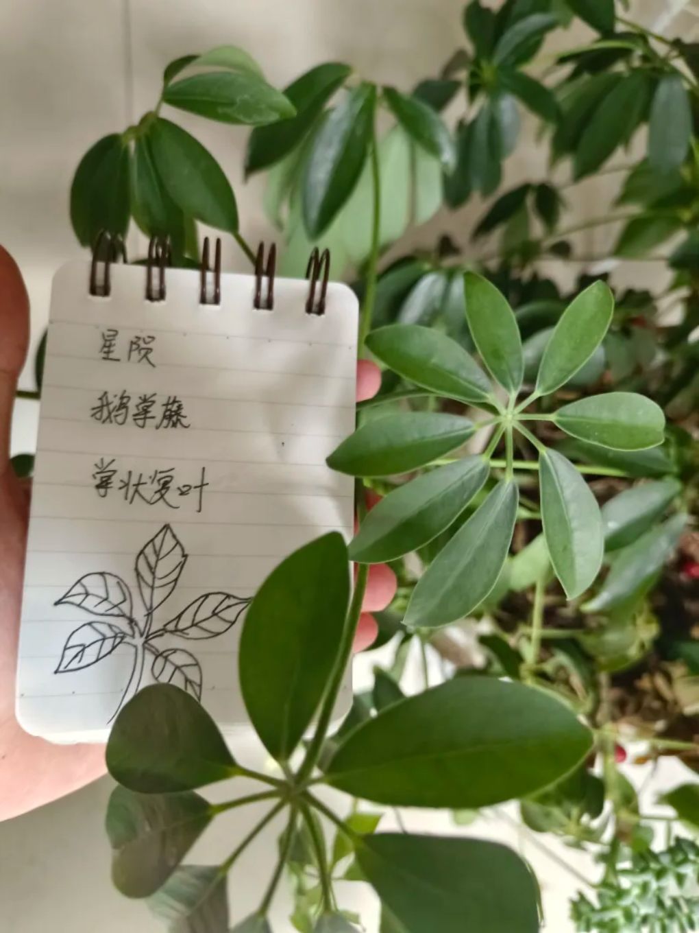 六周年活动——叶(第二期) 2