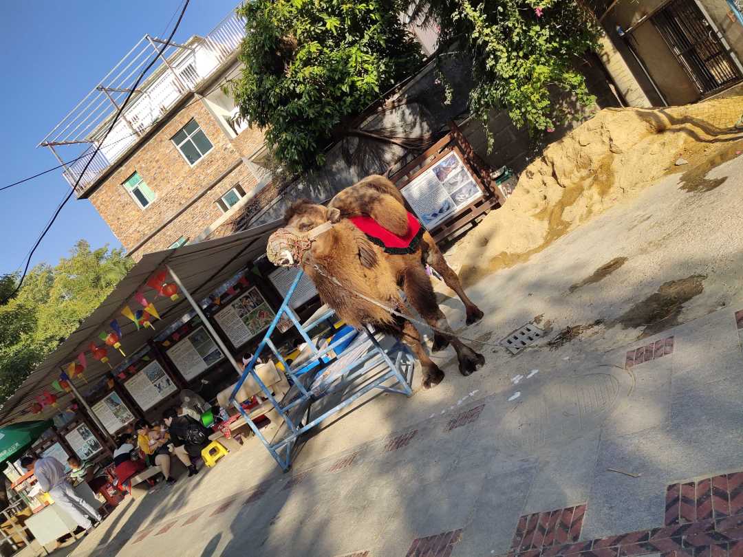 动态图片 12