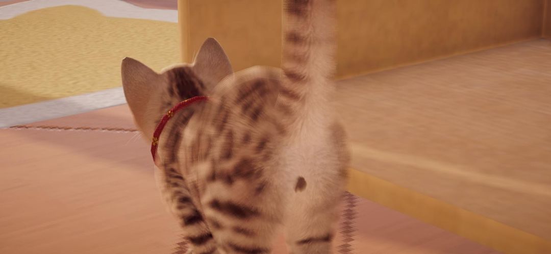 我的猫 2
