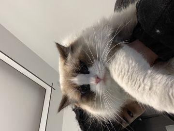 盾娘和莎莉的改动计划