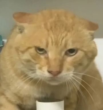 关于彩匕（莉尼特）