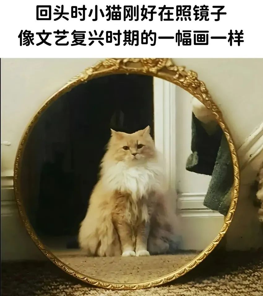 ✨今日份梗图分享第五十六期✨ 2