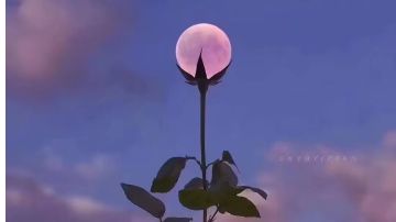 保卫萝卜4无道具金萝卜全清攻略集有问有更新