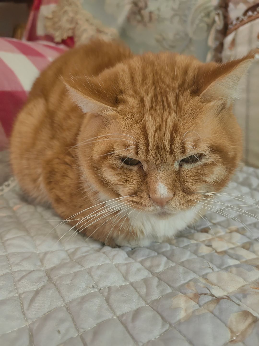 发一期我的小猫猫🥰 2