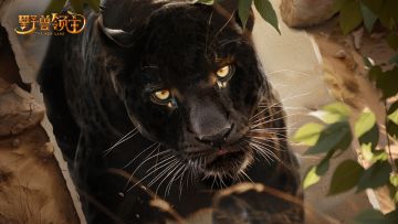 【野兽图鉴】rua猫吗，一只黑色大喵正在向你靠近