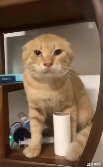 自制角色：耄耋