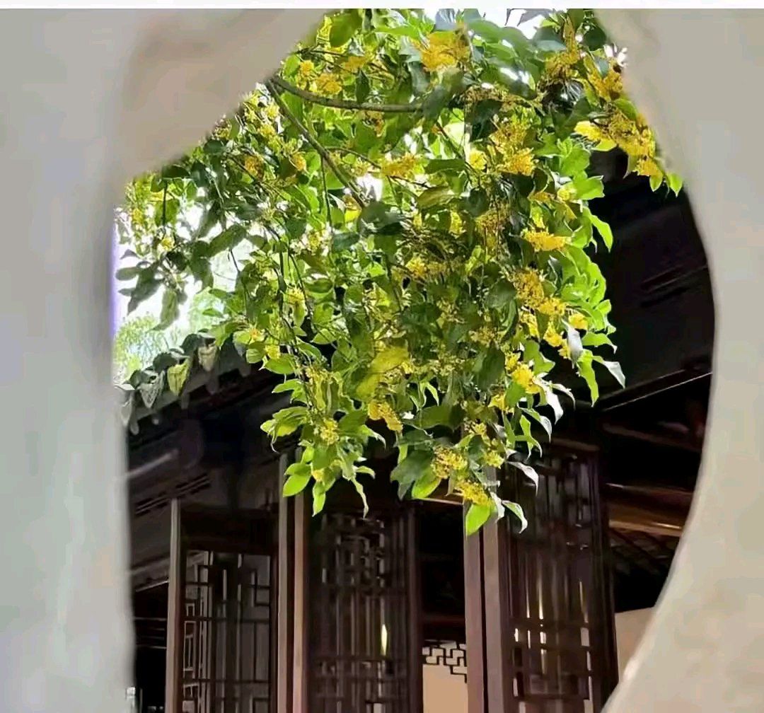 鞠婧祎中秋节快乐 7