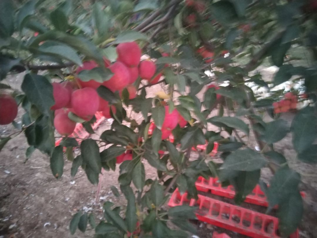动态图片 8